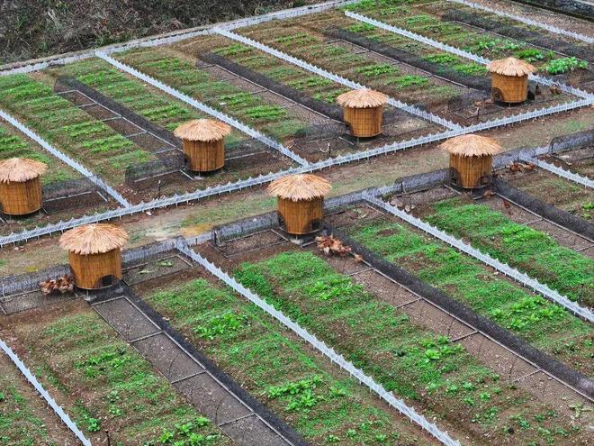 “鸡”遇来了！看桐庐、余杭、淳安如何“孵”出共富产业链！杏彩体育平台(图7)