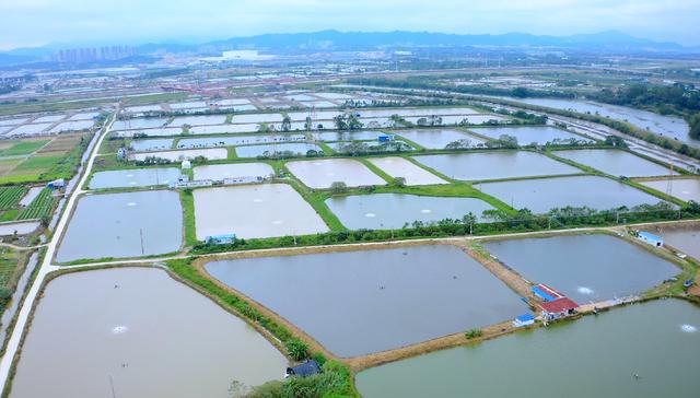 打造区域品牌!高明推进全国渔业绿色循环发展试点建设(图8)