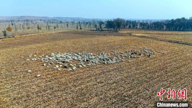 杏彩体育黄河“几”字弯的乡村振兴新路径：生态与产业双赢(图2)