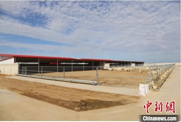 杏彩体育黄河“几”字弯的乡村振兴新路径：生态与产业双赢(图3)