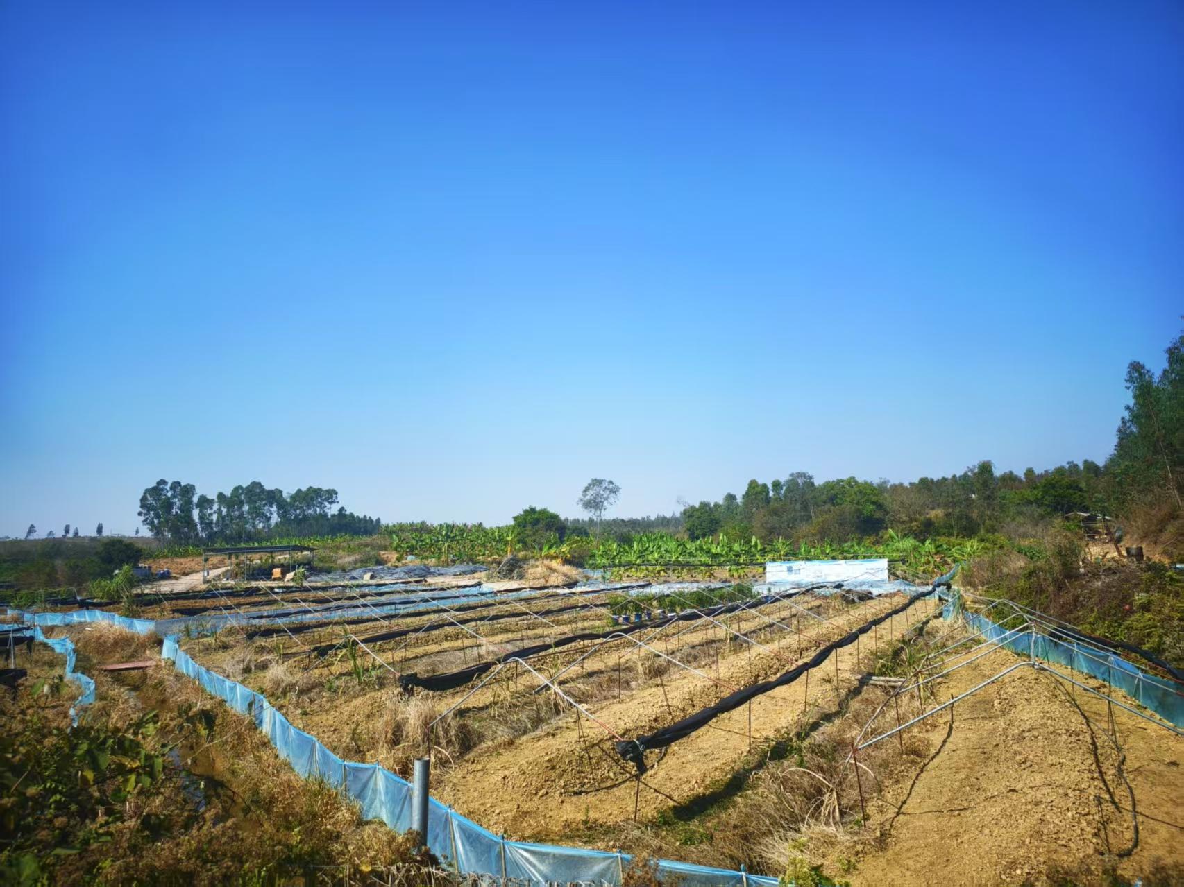 如何养好“全身是宝”的广地龙？华农师生赴湛江、梅州考察调研(图1)