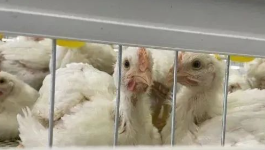 今年鸡的行情怎么样(图1)