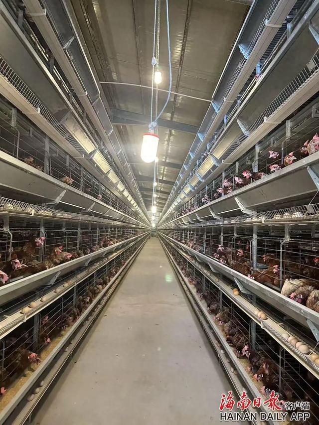 屯昌:生态农场垒起“金窝”孵“金蛋”(图1)