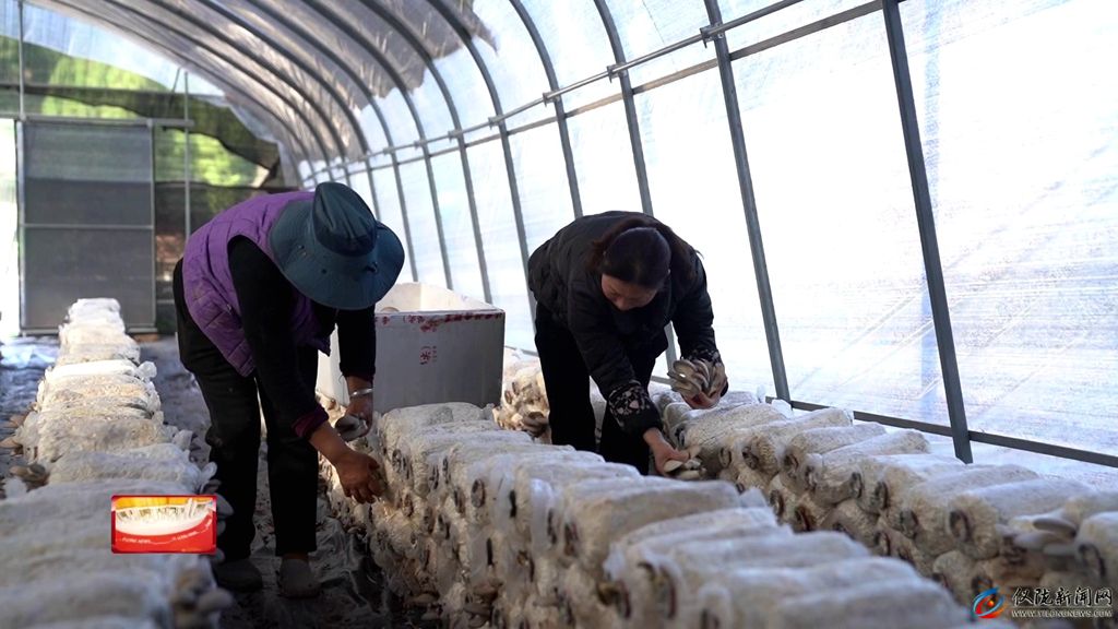 乡村振兴进行时｜雷杏彩体育家沟村：菌菇撑开“致富伞”生态养殖“游”出富民路(图1)