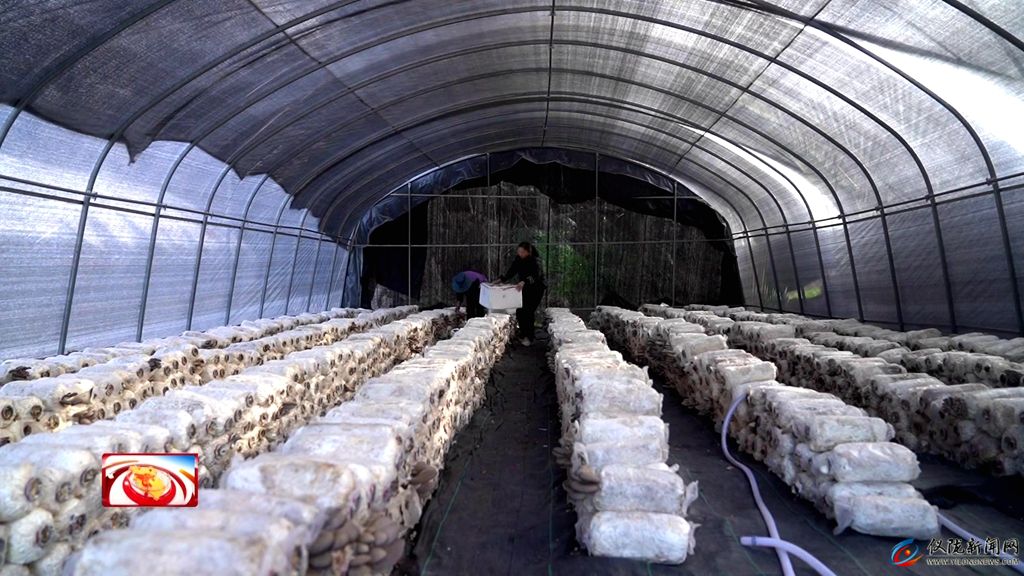 乡村振兴进行时｜雷杏彩体育家沟村：菌菇撑开“致富伞”生态养殖“游”出富民路(图2)