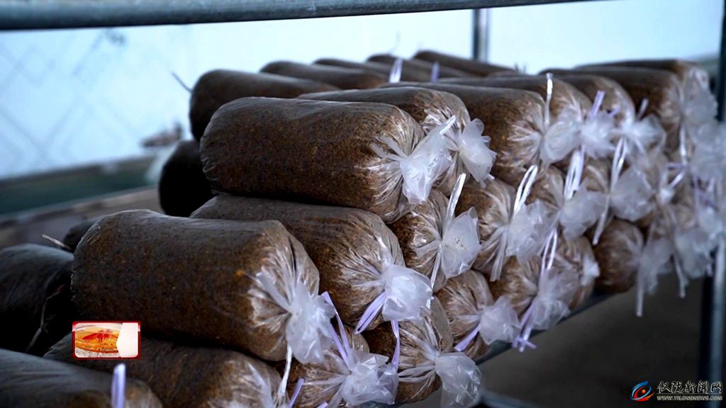 乡村振兴进行时｜雷杏彩体育家沟村：菌菇撑开“致富伞”生态养殖“游”出富民路(图4)