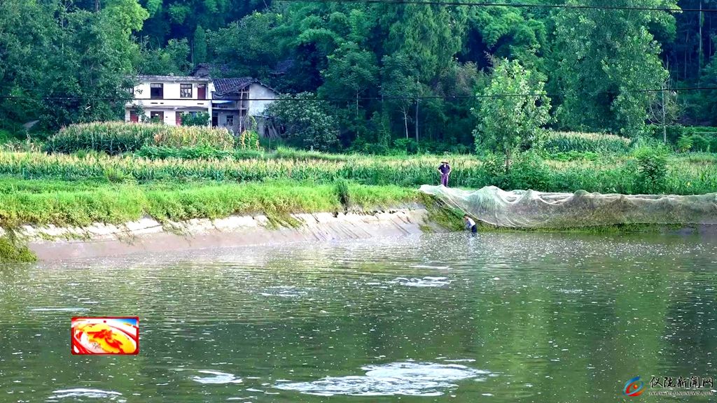 乡村振兴进行时｜雷杏彩体育家沟村：菌菇撑开“致富伞”生态养殖“游”出富民路(图6)