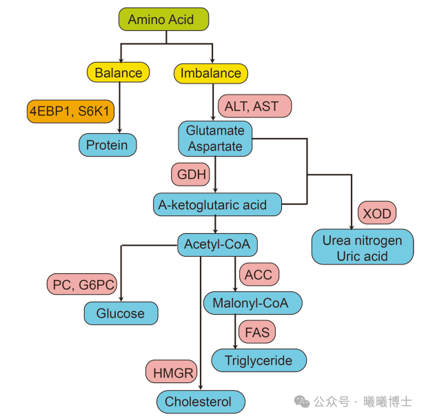 2024年12月营养快报——家禽篇（来自曦曦博士）(图1)