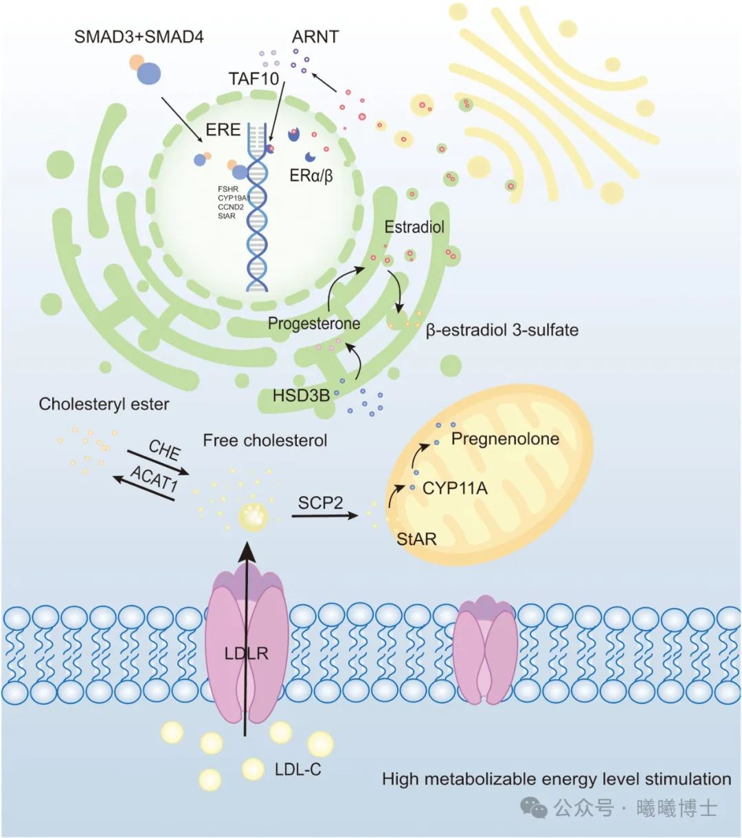 2024年12月营养快报——家禽篇（来自曦曦博士）(图3)