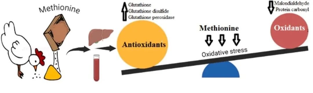 2024年12月营养快报——家禽篇（来自曦曦博士）(图4)