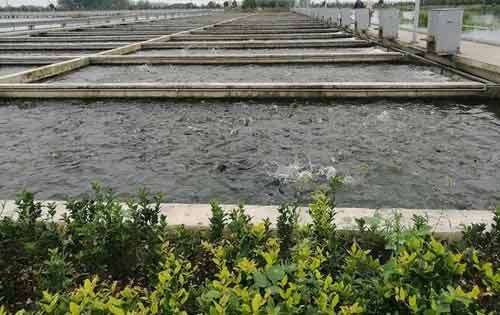 提倡发展生态养殖有哪些重要意义？(图1)