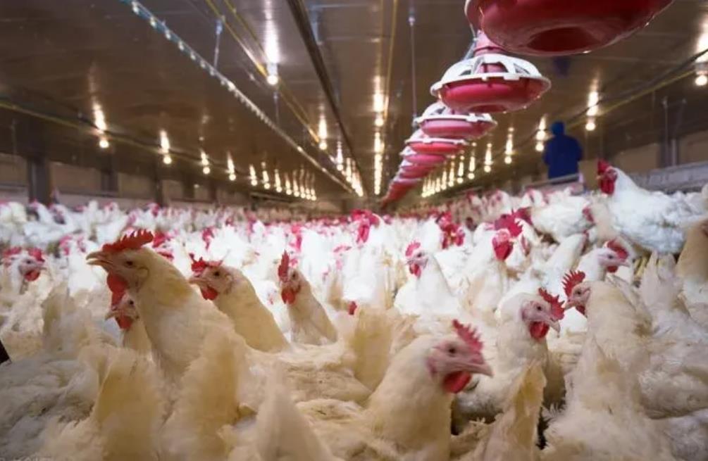 2024年多家禽企肉鸡销量年度盘点(图1)