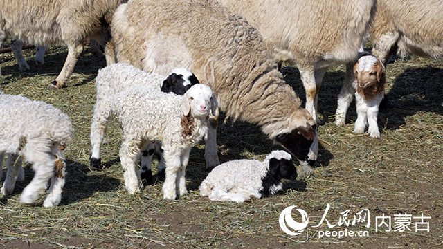 高效养殖杏彩体育增效益不负春光接新羔(图1)