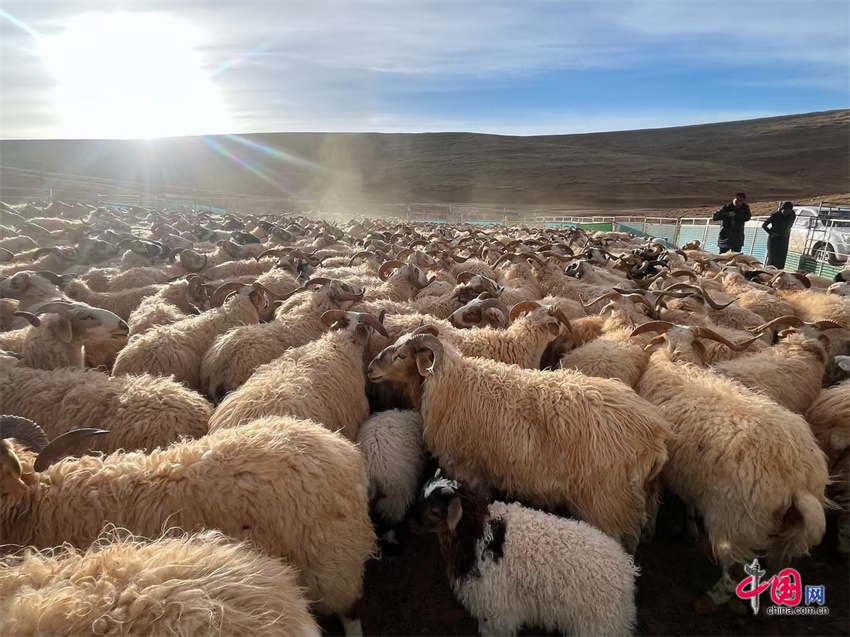 玉树畜牧业称多模式：保生态富口袋科学养殖助牧民增产致富(图2)