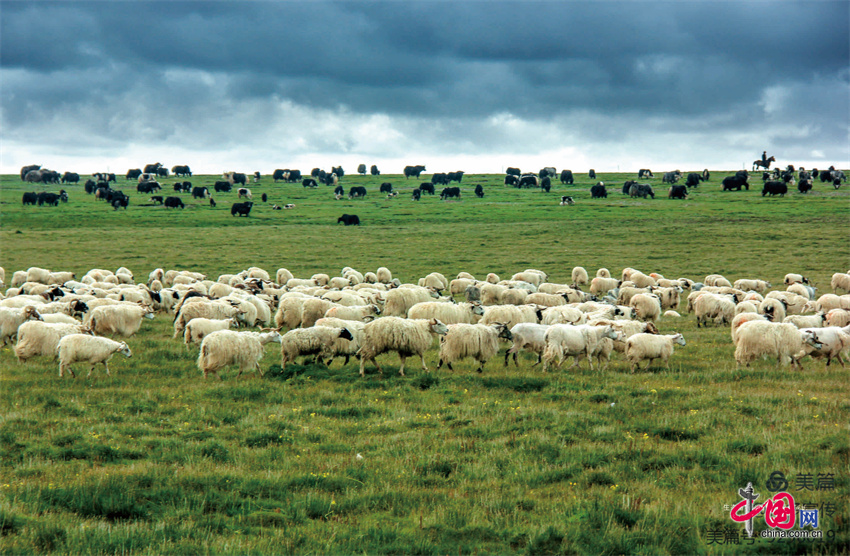玉树畜牧业称多模式：保生态富口袋科学养殖助牧民增产致富(图1)