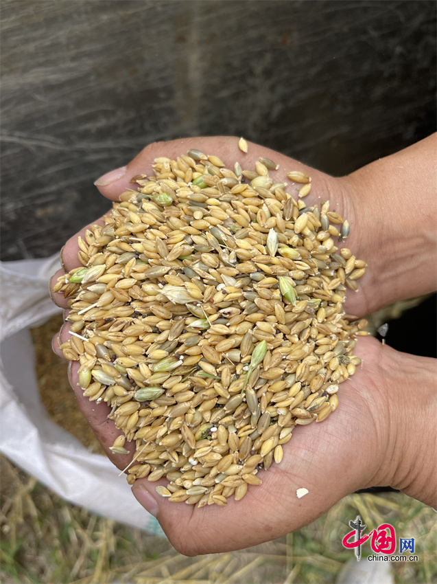 玉树畜牧业称多模式：保生态富口袋科学养殖助牧民增产致富(图5)