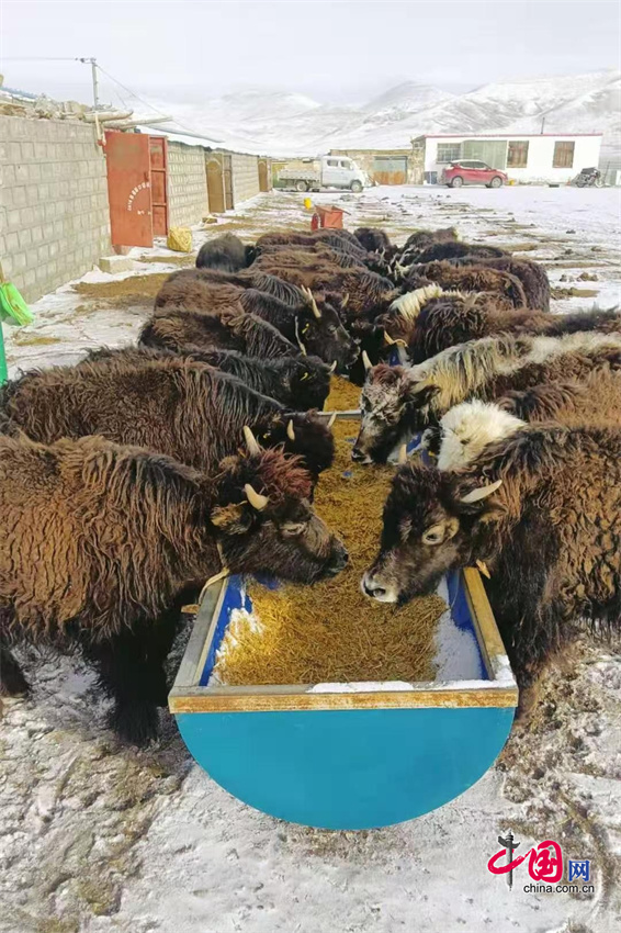 玉树畜牧业称多模式：保生态富口袋科学养殖助牧民增产致富(图4)