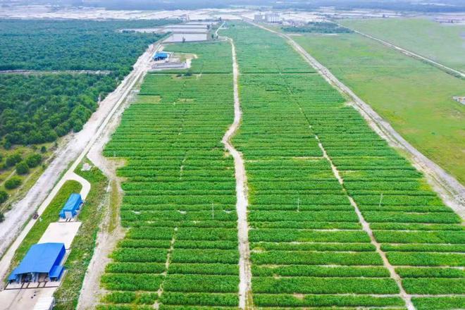 京基智农2024年净利润714亿生猪养殖主业强势崛起贡献533亿【兆丰华特约·巨头猪事】(图1)