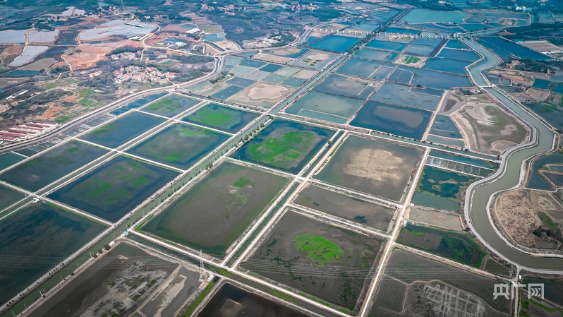 高质量发展看中国｜不犁田垄耕碧波一尾生态鱼游出百亿产业链(图1)