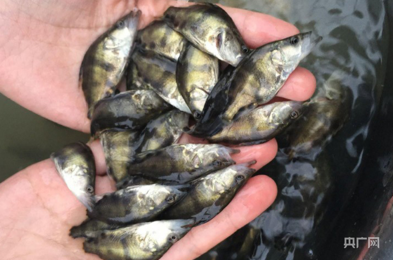 高质量发展看中国｜不犁田垄耕碧波一尾生态鱼游出百亿产业链(图2)