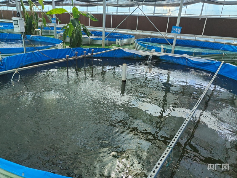 高质量发展看中国｜不犁田垄耕碧波一尾生态鱼游出百亿产业链(图3)