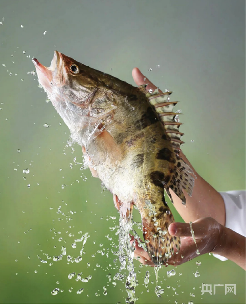 高质量发展看中国｜不犁田垄耕碧波一尾生态鱼游出百亿产业链(图5)