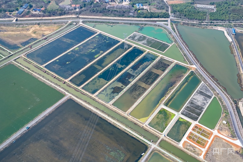 高质量发展看中国｜不犁田垄耕碧波一尾生态鱼游出百亿产业链(图4)