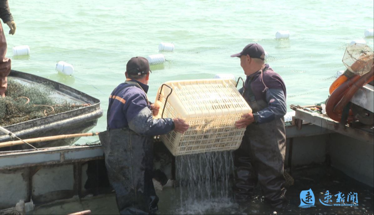 江苏宿迁：骆马湖“春耕”忙生态养殖绘新章(图2)