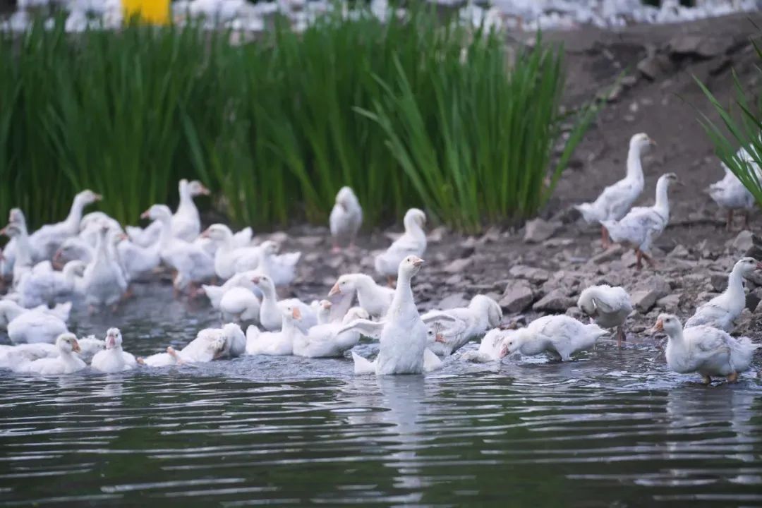 龙江森工集团：“鹅产业”挖掘林下经济新潜能(图1)