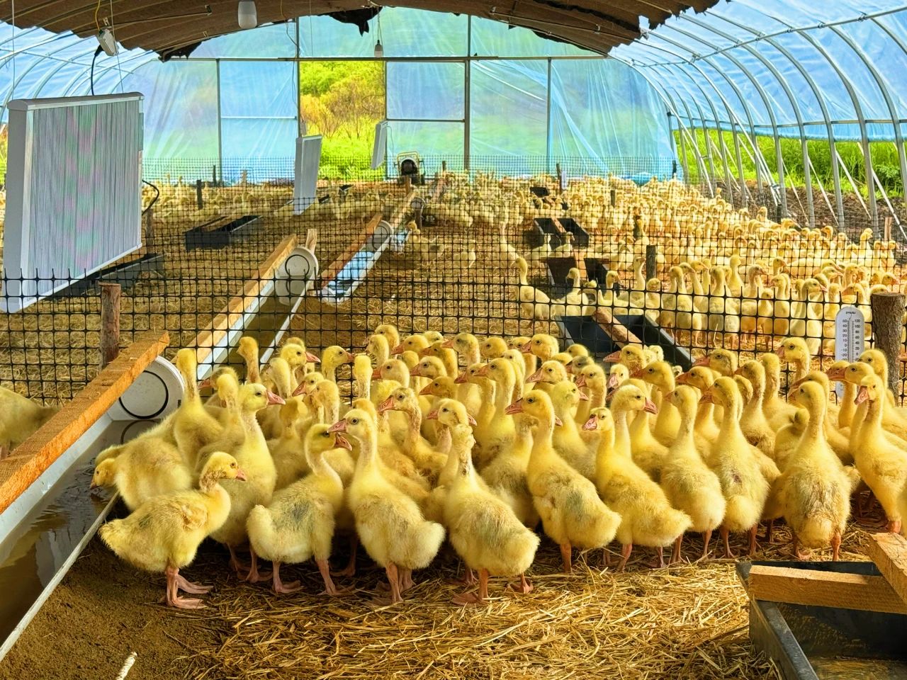 龙江森工集团：“鹅产业”挖掘林下经济新潜能(图3)