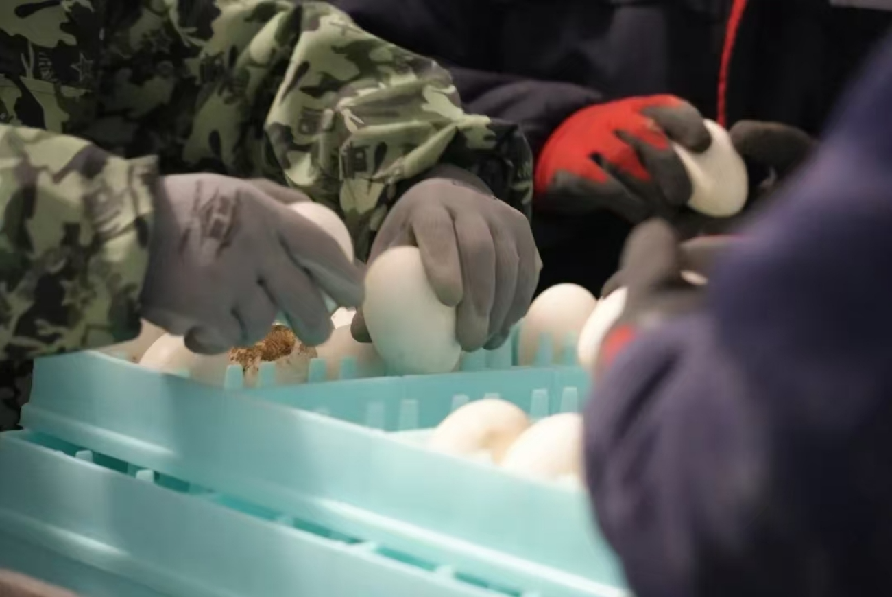 龙江森工集团：“鹅产业”挖掘林下经济新潜能(图2)