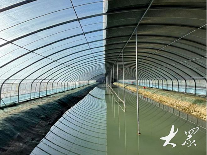杏彩体育破解“冬荒”困局！鱼台小龙虾冬养成功(图2)