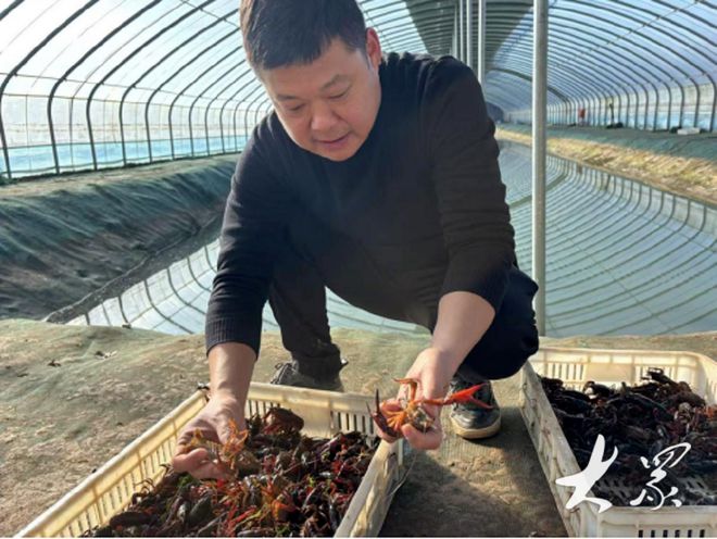 杏彩体育破解“冬荒”困局！鱼台小龙虾冬养成功(图1)