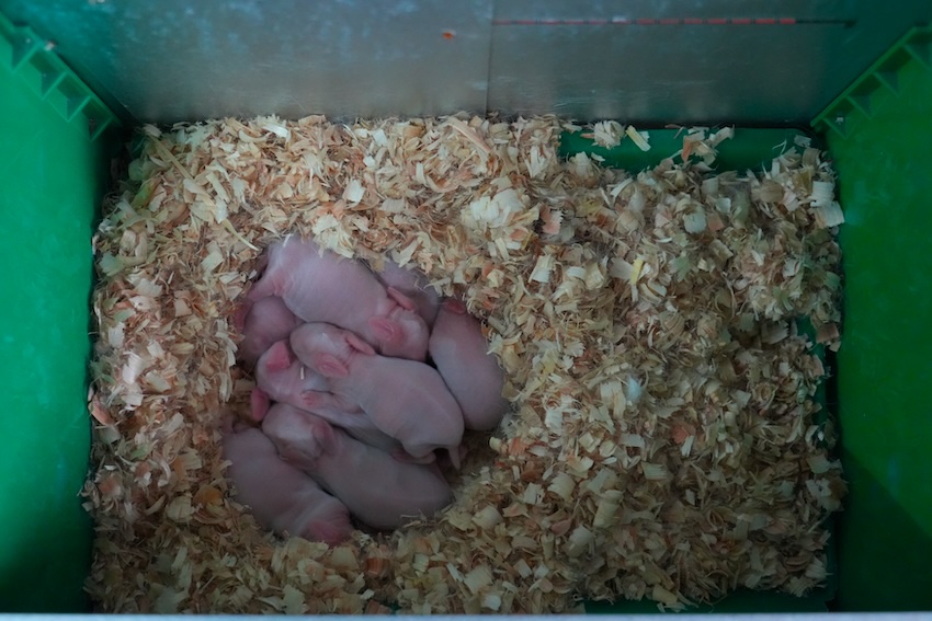 冷吃兔变热产业(图2)