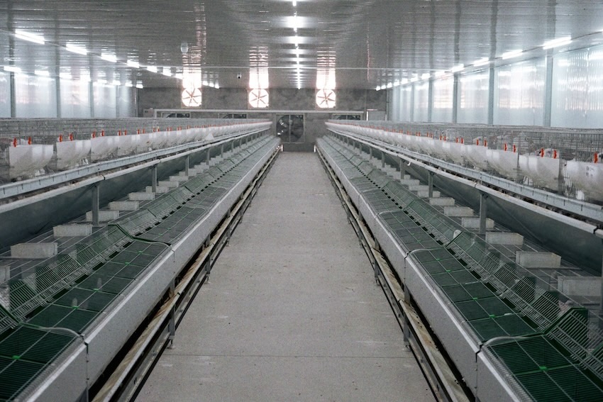 冷吃兔变热产业(图3)