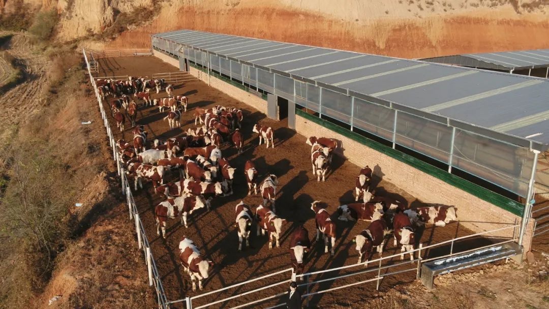 杏彩体育平台山西寿阳孟家沟村生态养殖与文旅融合盘活集体经济促进农民增收(图2)