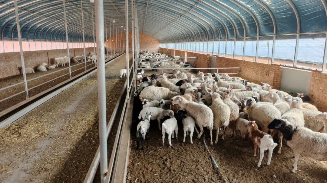 杏彩体育平台山西寿阳孟家沟村生态养殖与文旅融合盘活集体经济促进农民增收(图3)