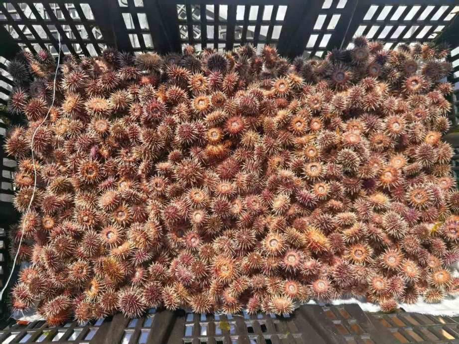 青岛西海岸新区探路海胆特色养殖新赛道杏彩体育平台(图1)