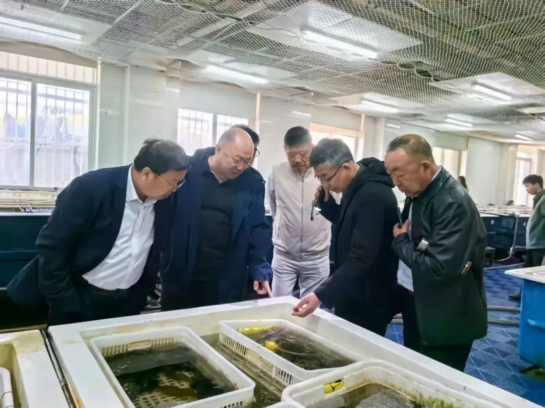 青岛西海岸新区探路海胆特色养殖新赛道杏彩体育平台(图2)