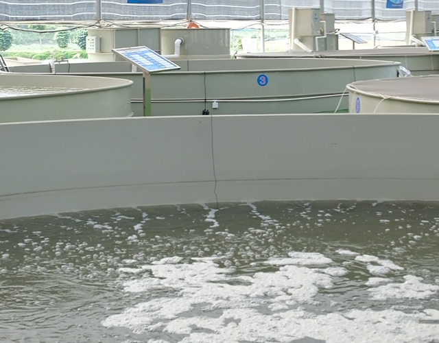 2024年是继续土塘养殖还是转向工厂化循环水养殖?(图1)