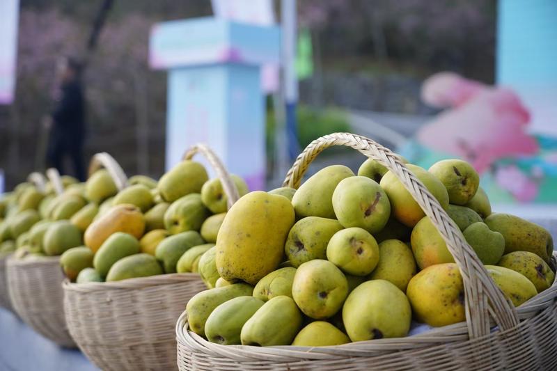 数智“新农人”化身乡村“兴农人”——宜昌农业玩转“新农具”逐梦沃野侧记(图2)