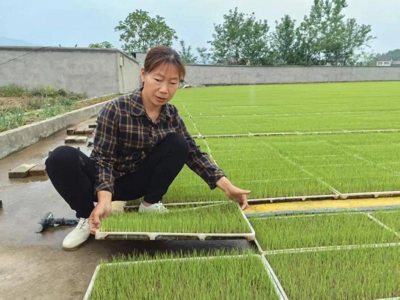 数智“新农人”化身乡村“兴农人”——宜昌农业玩转“新农具”逐梦沃野侧记(图6)