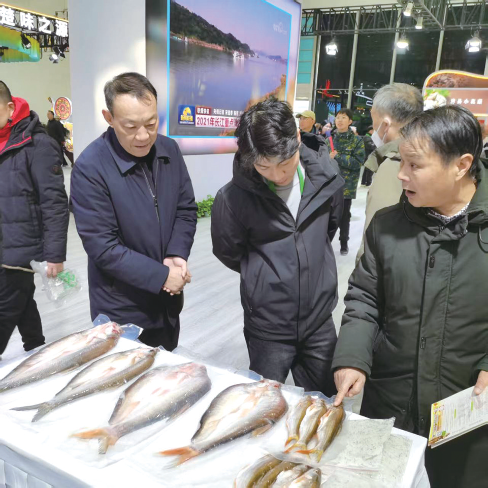 “一条鱼”的绿色产业突围之路——丹江口市以“丹江鲌”品牌书写生态渔业新篇章(图1)