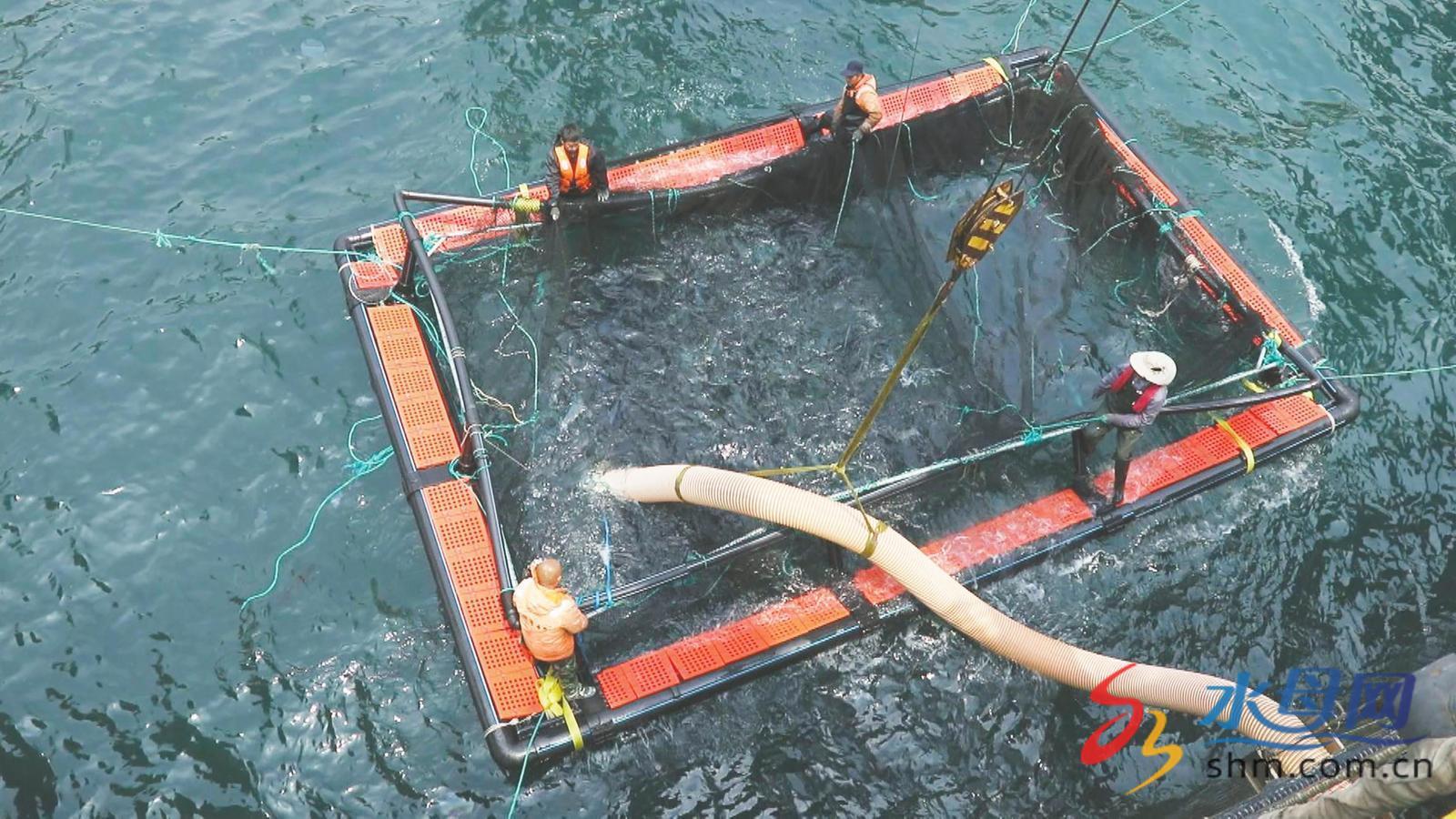 长岛三文鱼“游”向大市场逐步构建海洋经济全产业发展生态(图2)