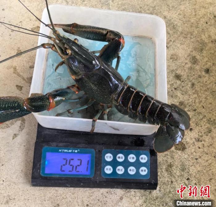 杏彩体育云南耿马稻田养出澳洲龙虾消费市场迎新机遇(图1)