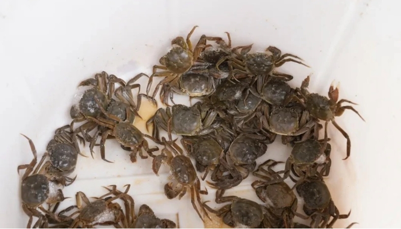 虾肥蟹壮产业兴兴庆区铺就水产高质量发展路(图1)