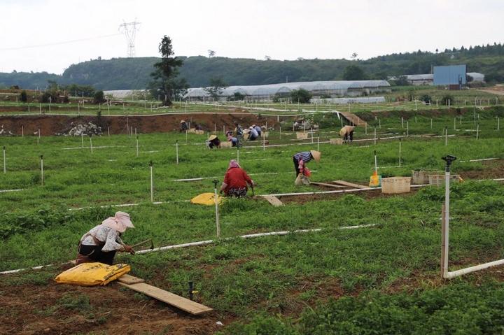 普定县后寨村:产业兴旺活力足(图2)