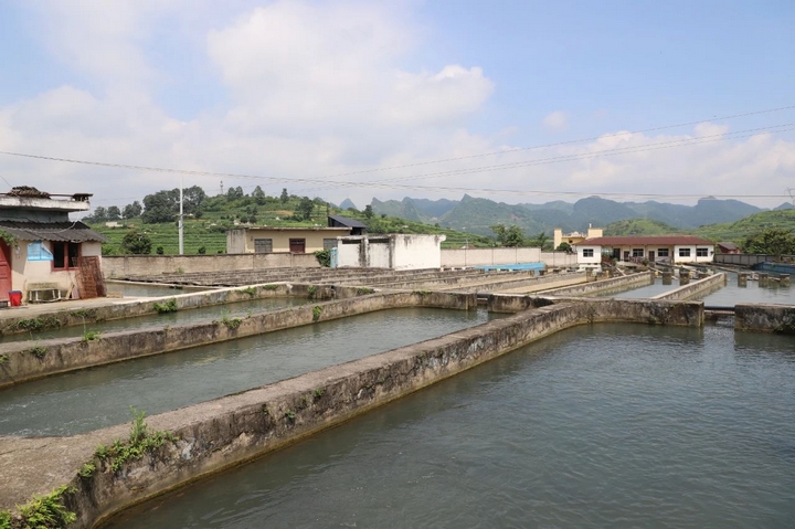 普定县后寨村:产业兴旺活力足(图5)