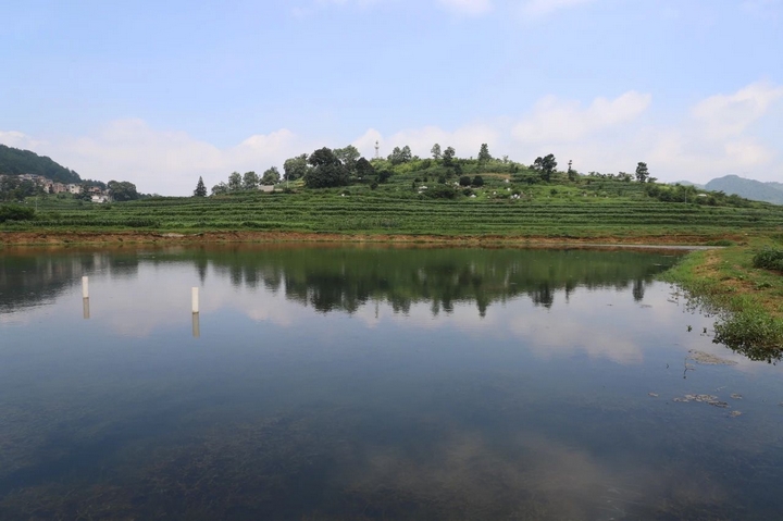 普定县后寨村:产业兴旺活力足(图4)