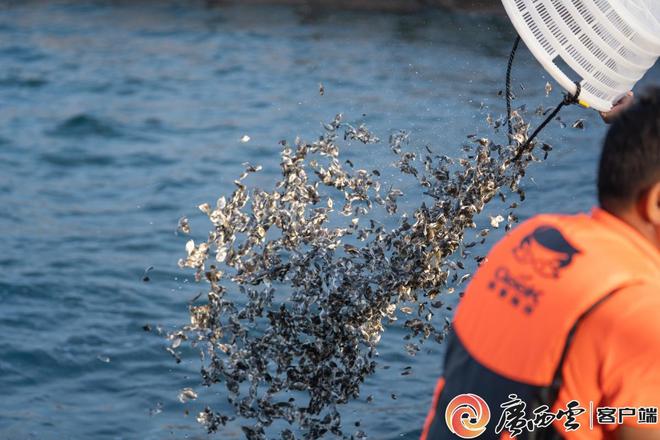 广西打造“海洋牧场”400万尾金鲳鱼这样“圈养”(图4)